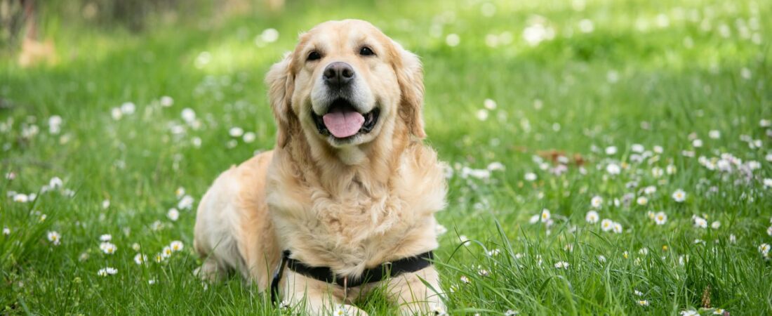 How to Remove Ticks from Dogs at Home — Safe, Simple, and Step-by-Step