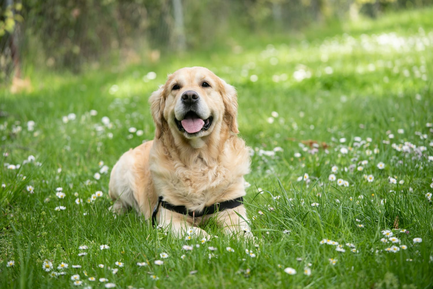 How to Remove Ticks from Dogs at Home — Safe, Simple, and Step-by-Step