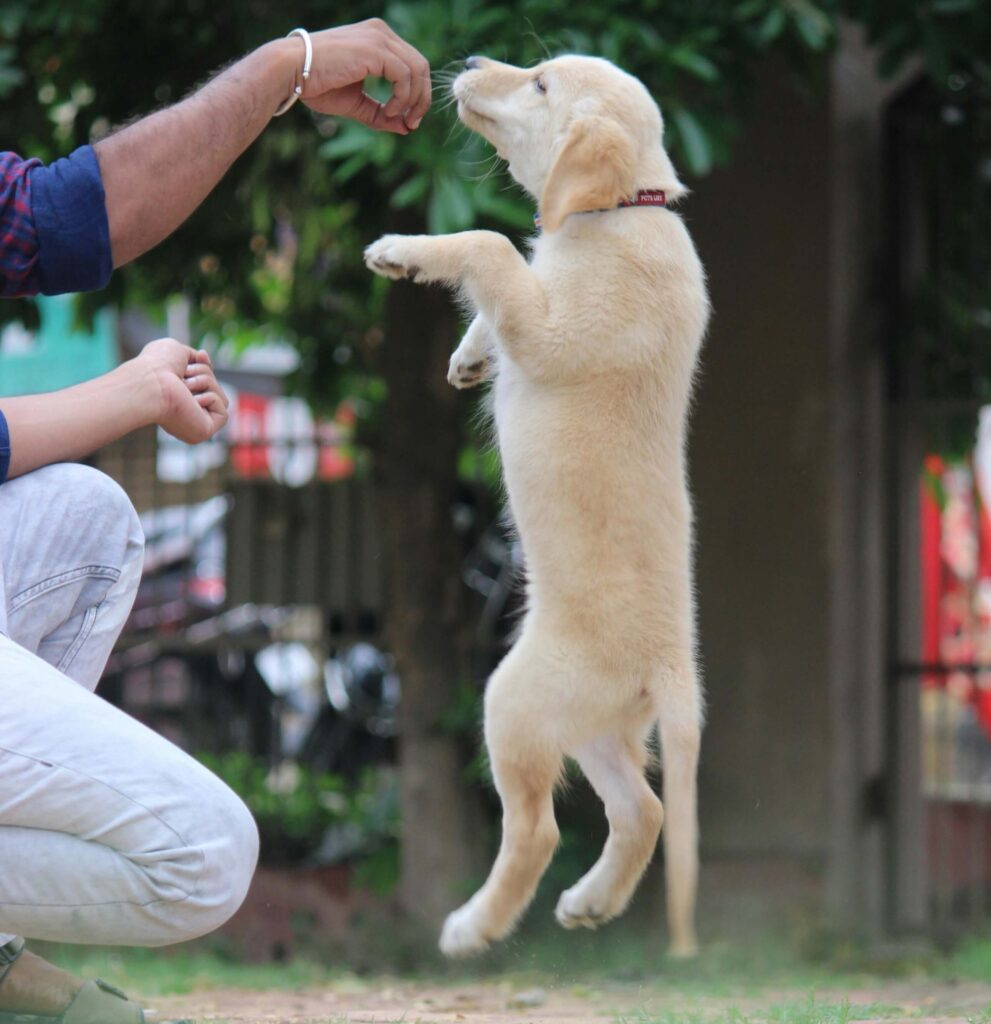 basic obedience commands for
puppy training at home sit come down