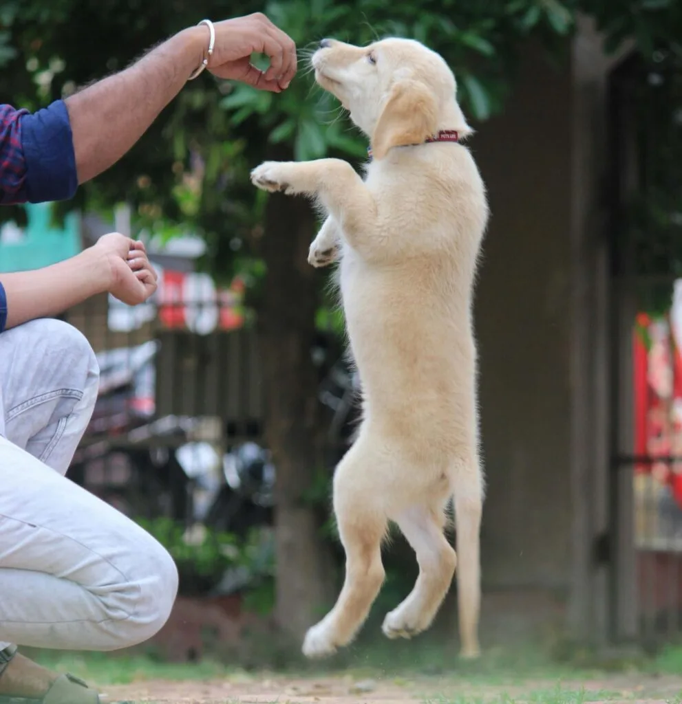 basic obedience commands for
puppy training at home sit come down