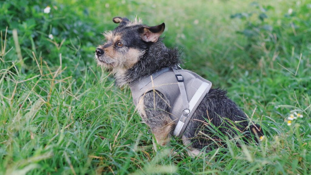 best cooling products for dogs
in summer 2026 cooling mat and vest