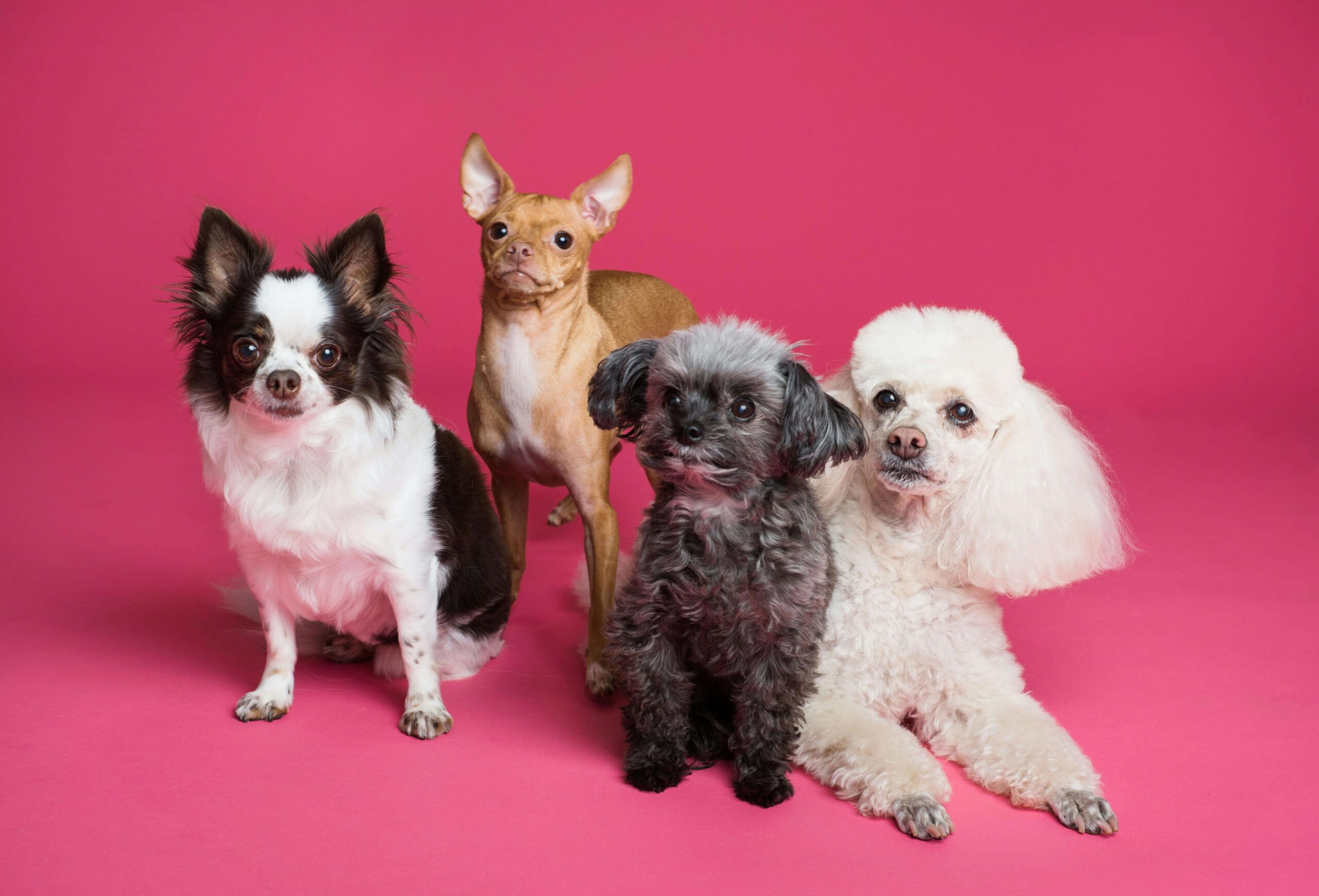 Best Dog Breeds for Families in 2026: Ultimate Guide for Kids, Busy Parents & First-Time Owners