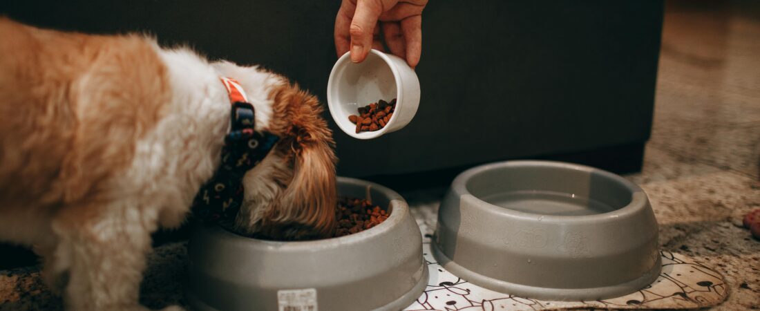 Best Dog Food for Healthy Growth and Strong Bones in 2026 (Vet Approved Guide)