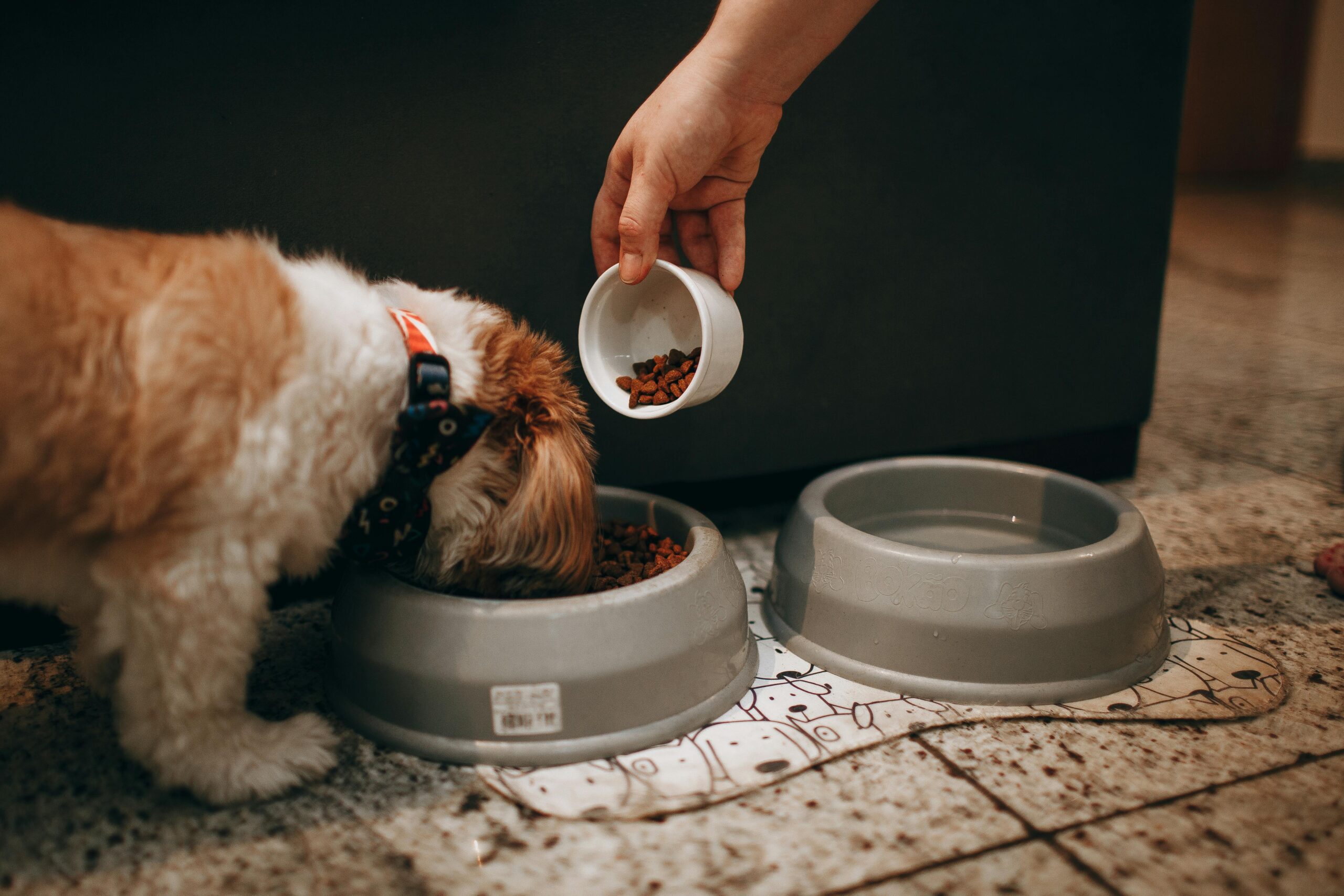 Best Dog Food for Healthy Growth and Strong Bones in 2026 (Vet Approved Guide)
