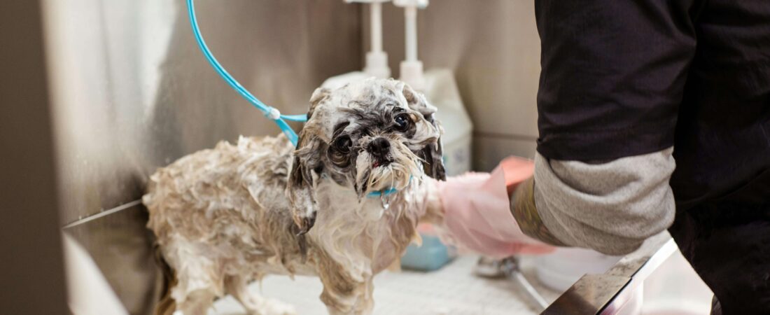 Best Dog Shampoo for Skin Care in 2026: 8 Top Picks for Itchy, Dry & Sensitive Skin