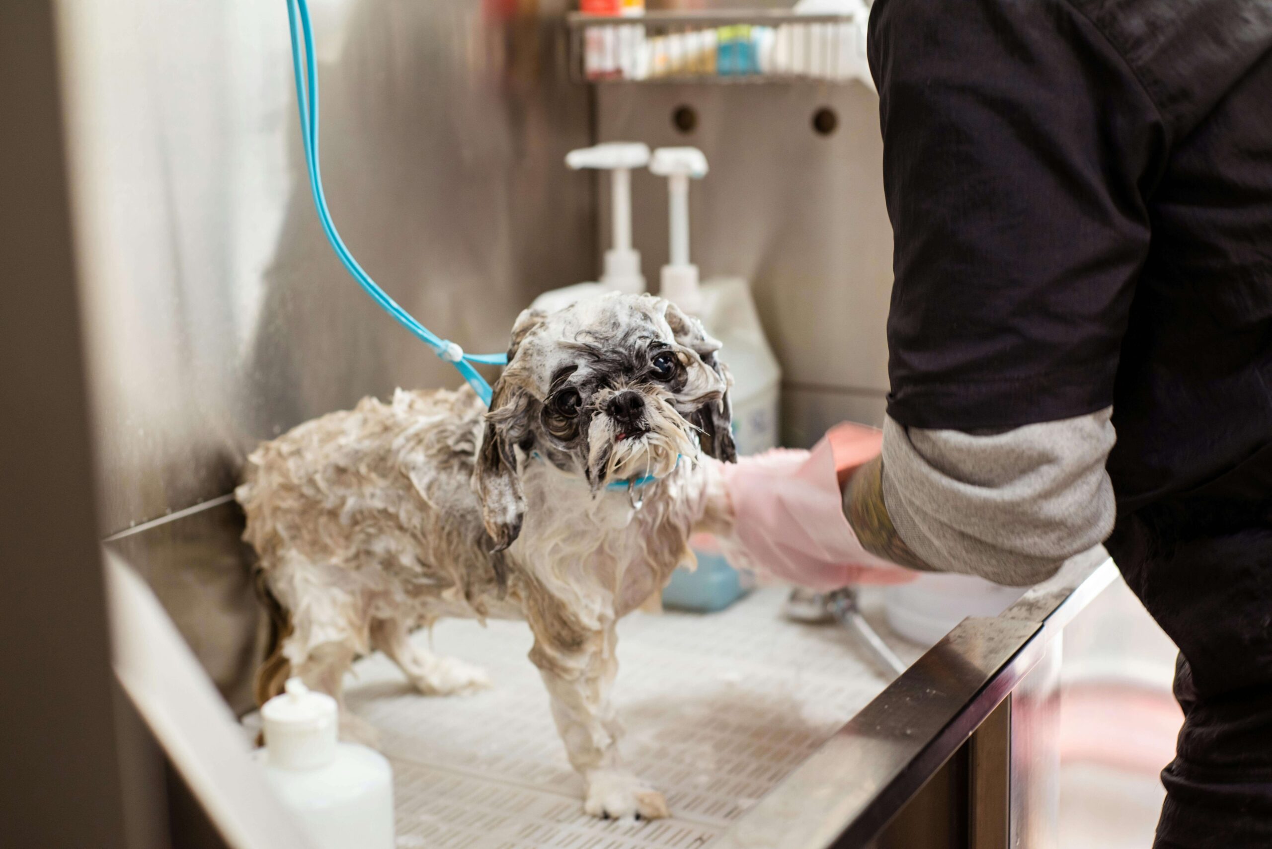Best Dog Shampoo for Skin Care in 2026: 8 Top Picks for Itchy, Dry & Sensitive Skin