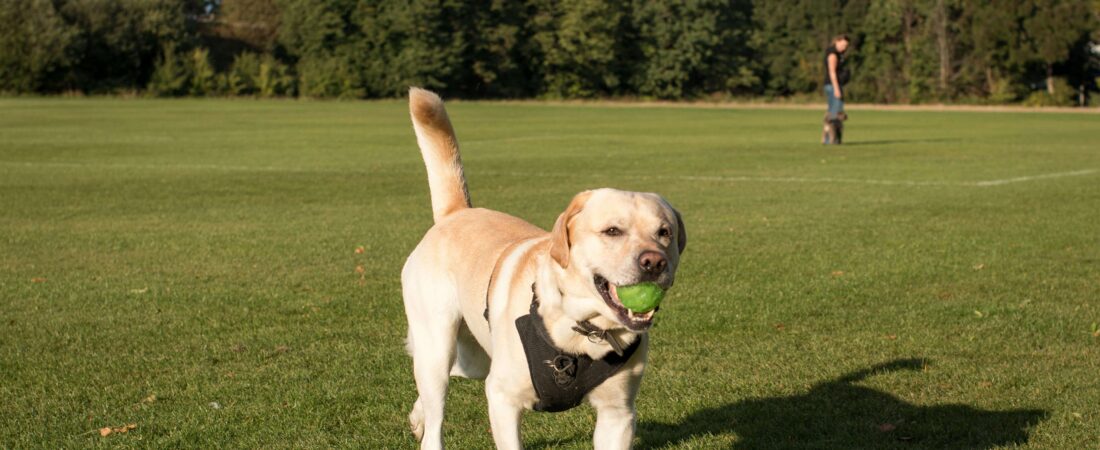 Best Dog Toys for Active Dogs in 2026: Ultimate Guide for High-Energy Breeds