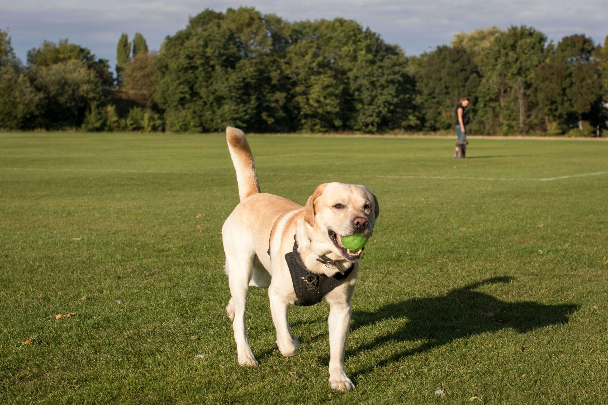 Best Dog Toys for Active Dogs in 2026: Ultimate Guide for High-Energy Breeds