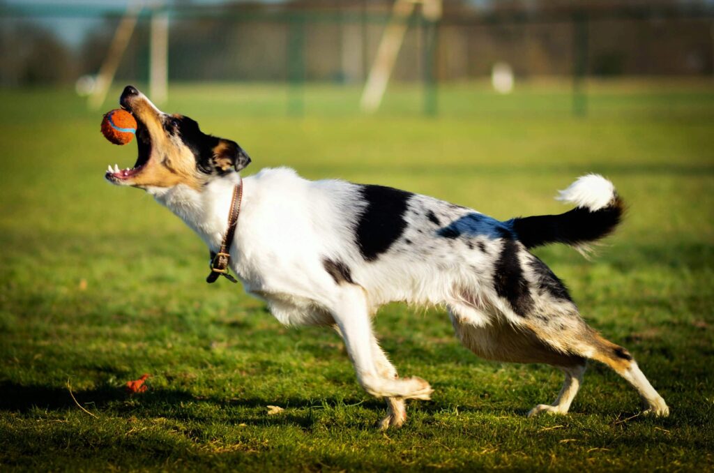 dog catching ball outdoors
best fetch toys for active
and high energy dogs