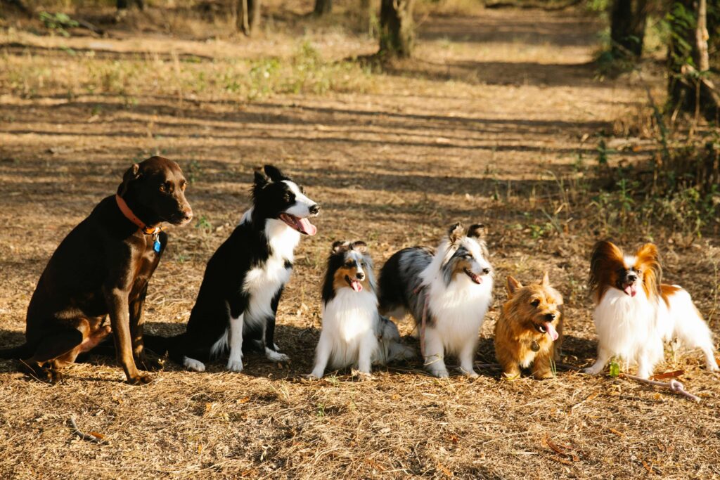 breed specific toy recommendations
for active dogs border collie
labrador pitbull german shepherd