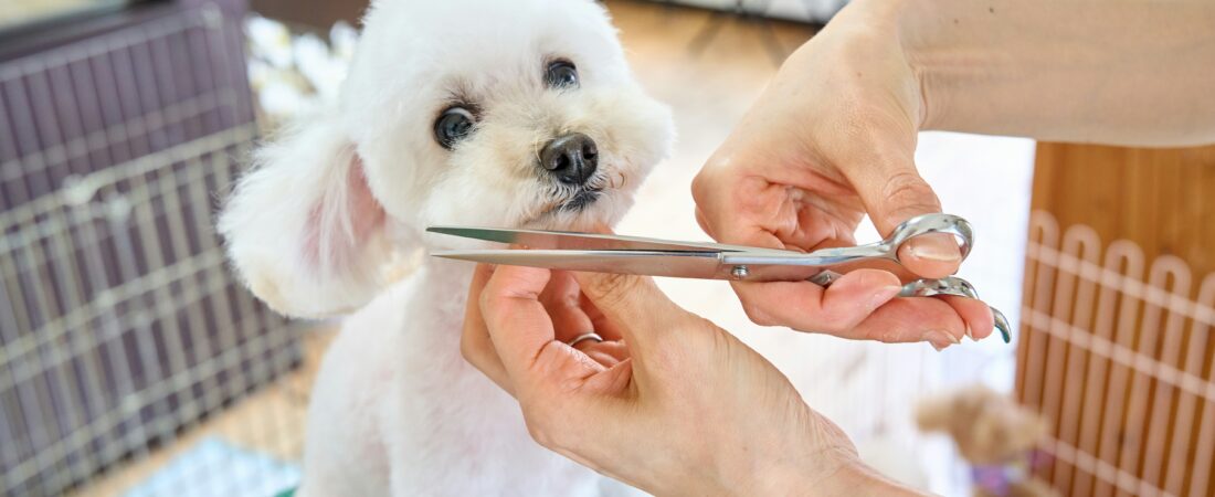 5 Dog Grooming Tips at Home for Beginners