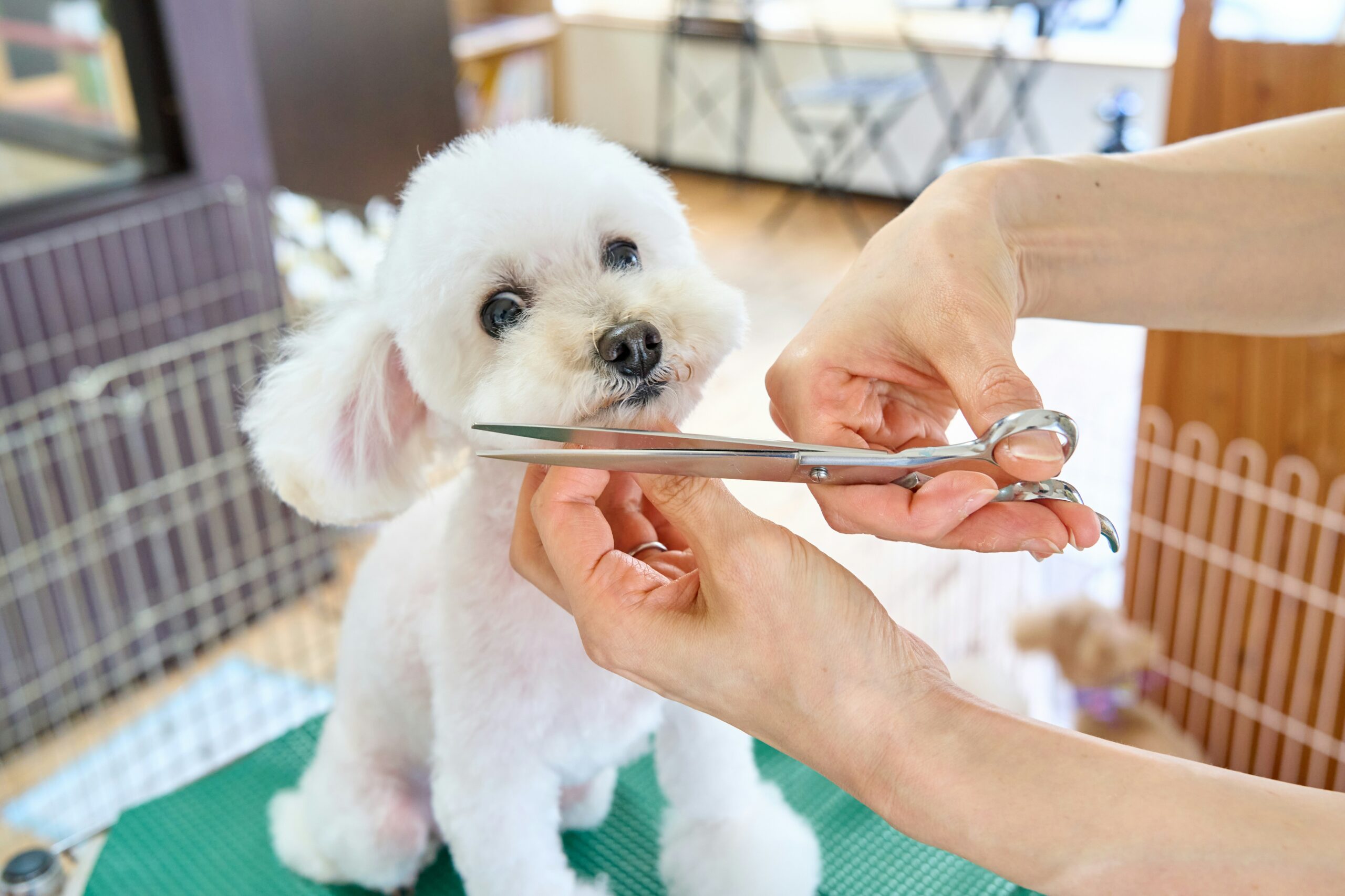 5 Dog Grooming Tips at Home for Beginners
