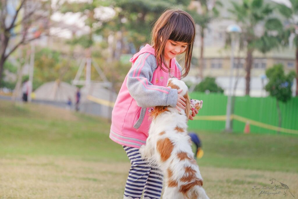 cavalier king charles spaniel best dog breeds for families in apartments