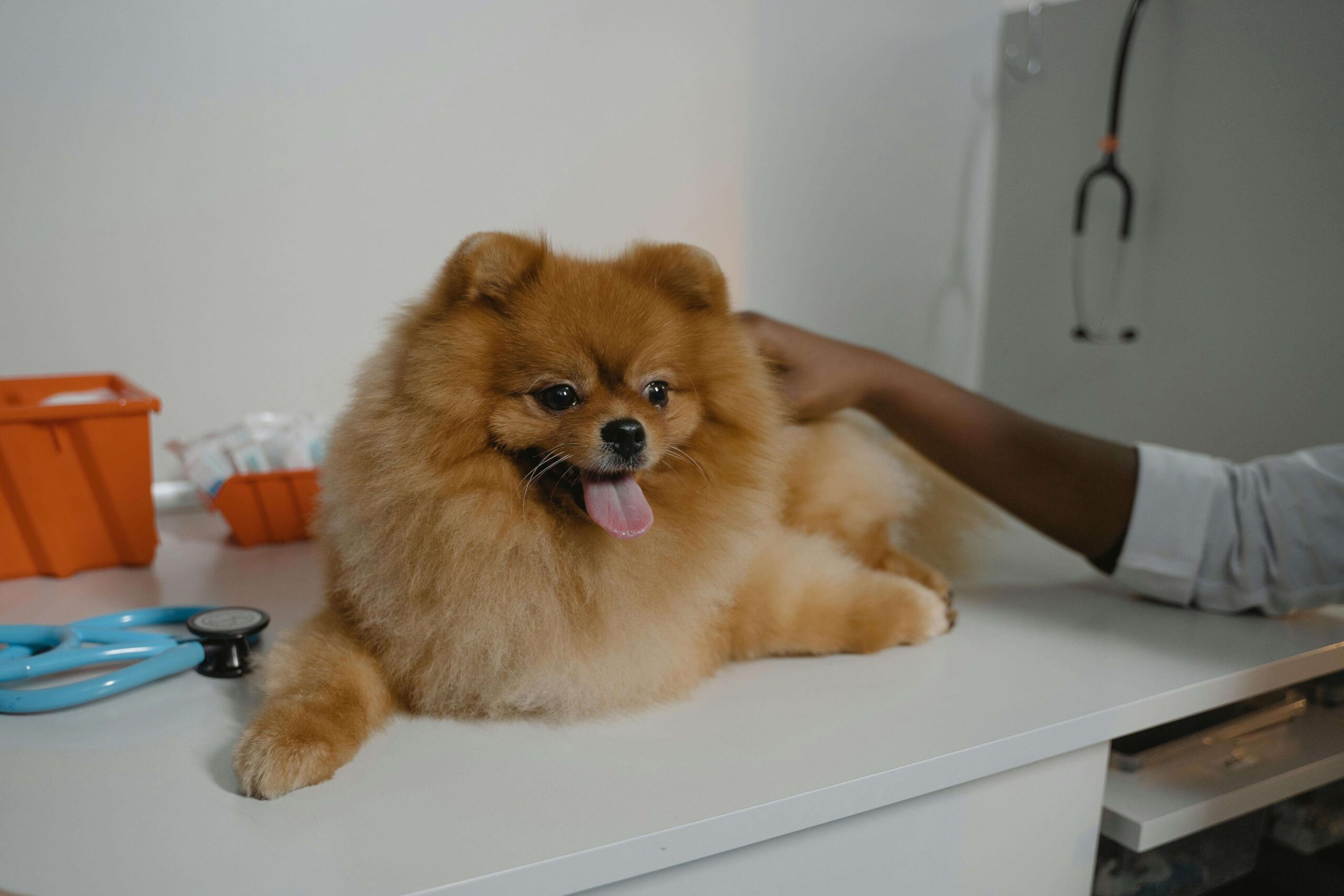 Common Dog Health Problems in 2026: 12 Most Frequent Issues + Symptoms, Prevention & When to See a Vet