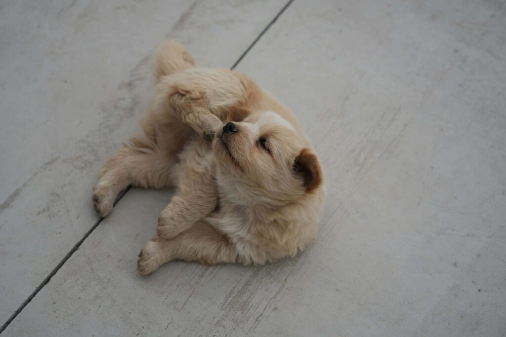 dog scratching due to common
skin problems itching and allergies