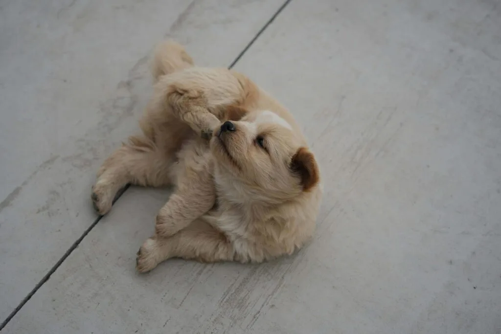 dog scratching due to common
skin problems itching and allergies