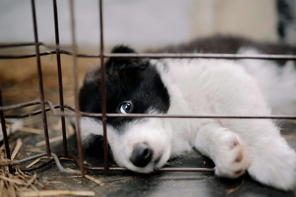 crate training a puppy at home
successfully step by step
