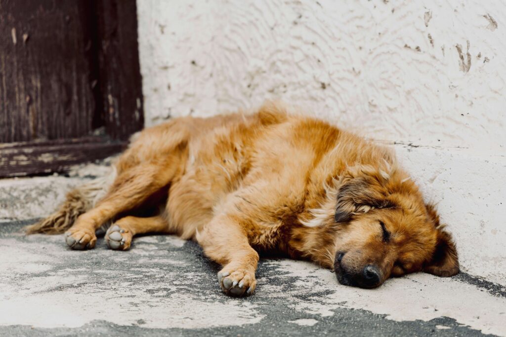 senior dog with arthritis and
joint problems lying down resting