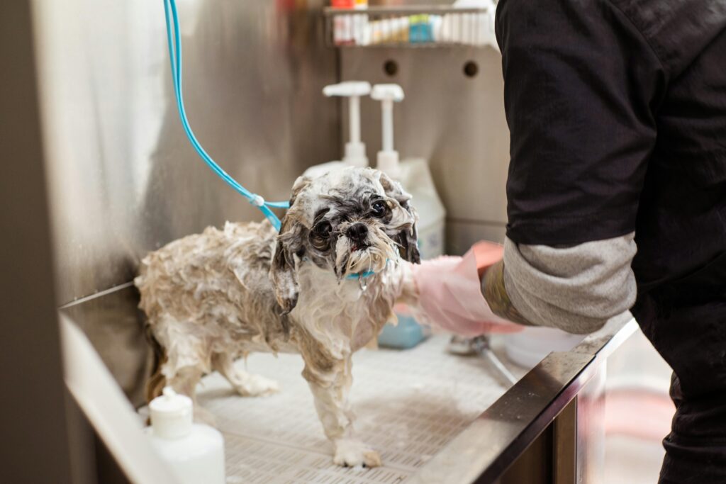 how to bathe a dog at home step by step
