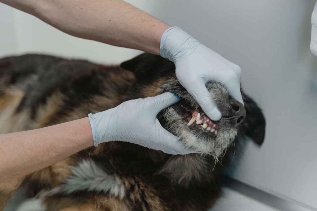 dog dental disease prevention
owner brushing dog teeth at home