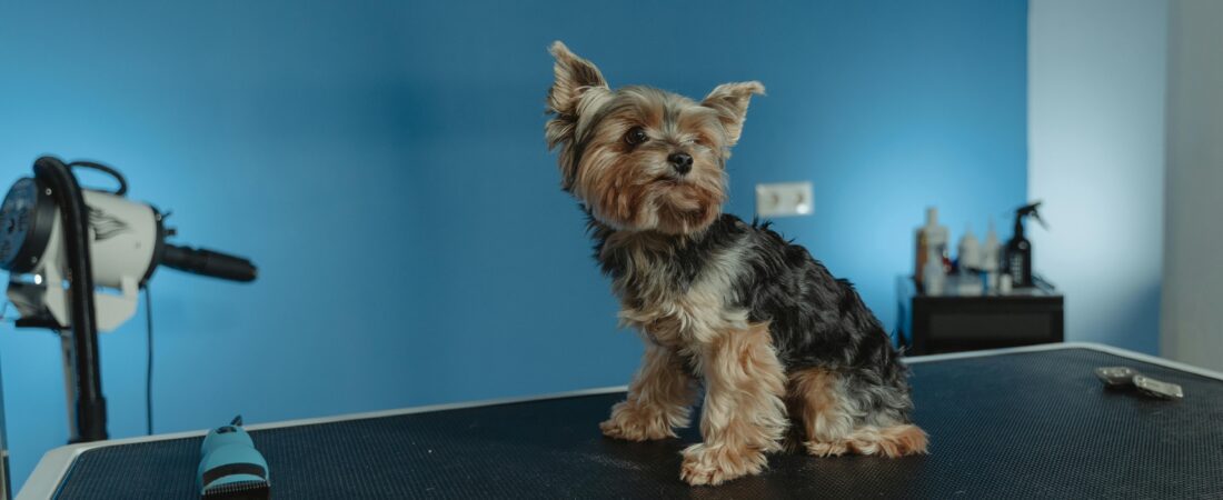 Dog Grooming Tips at Home for Beginners (Step-by-Step Guide)
