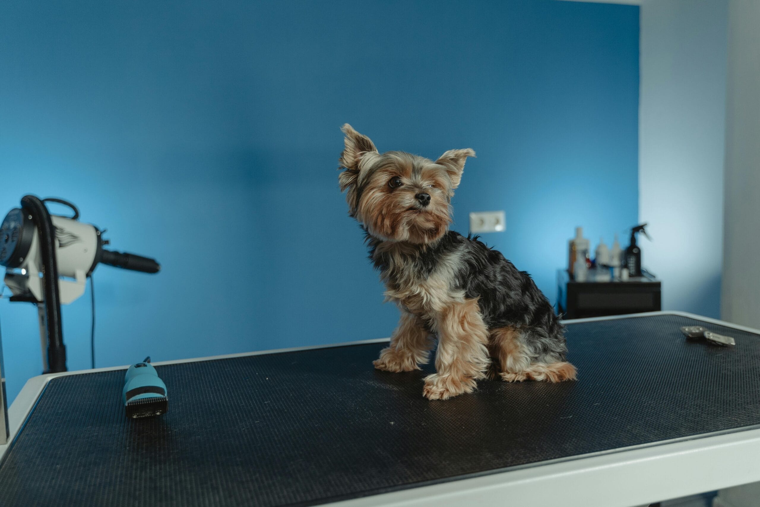 Dog Grooming Tips at Home for Beginners (Step-by-Step Guide)