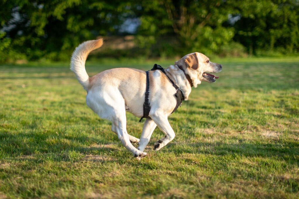 happy healthy dog running outside
prevention tips for common dog health problems