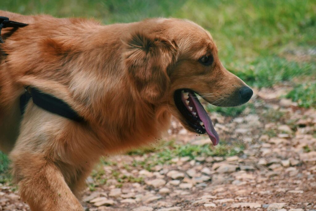 signs your dog needs more or
less exercise warning signs
of over and under exercising