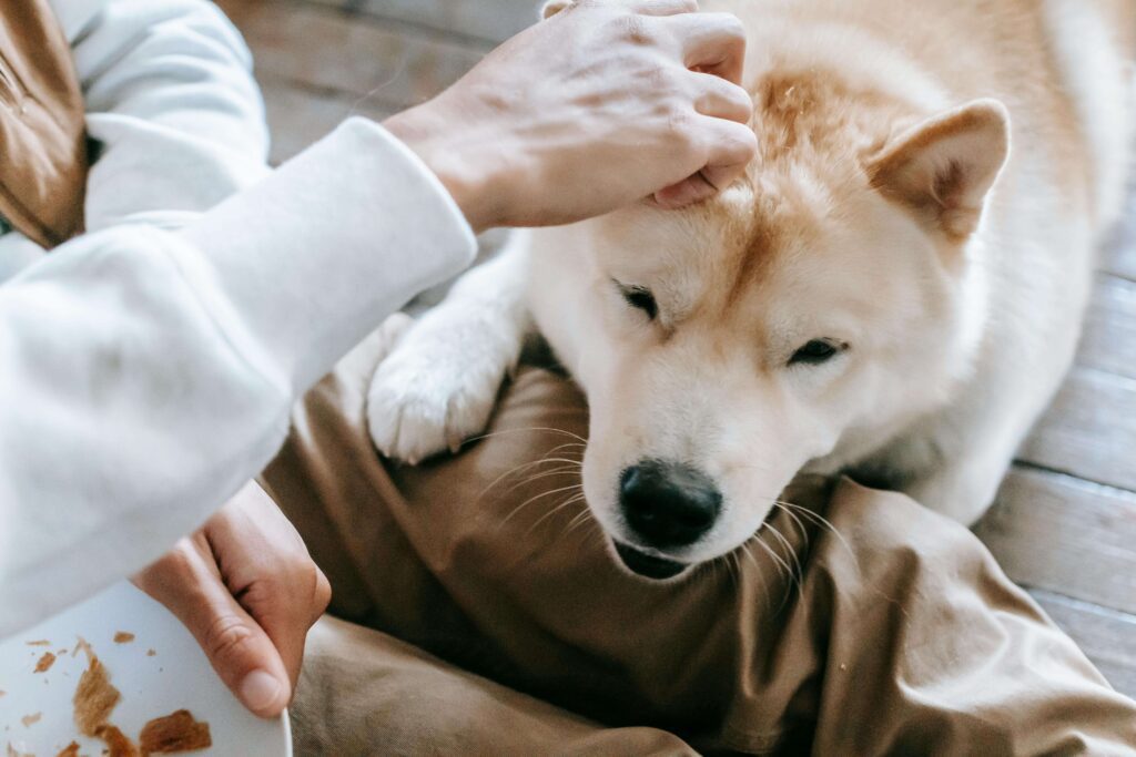 owner checking dog coat for
fleas ticks and parasites prevention