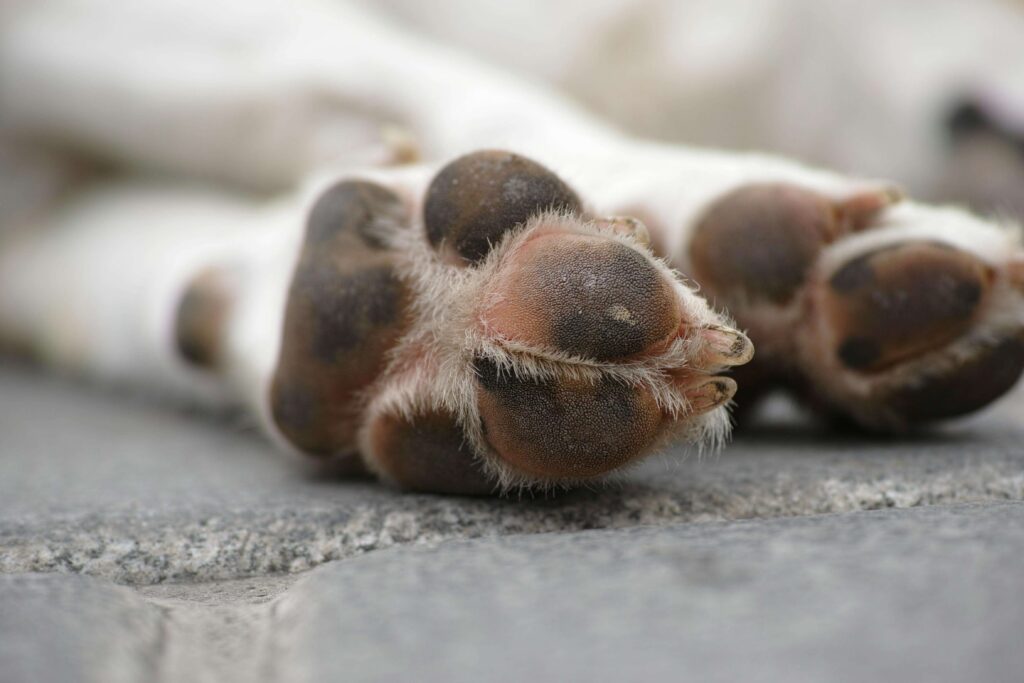 protecting dog paws from hot
pavement during summer heat walks
