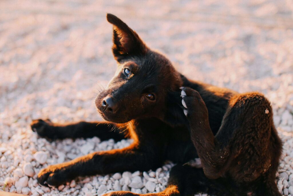 dog scratching due to skin allergies
and itching common health problem