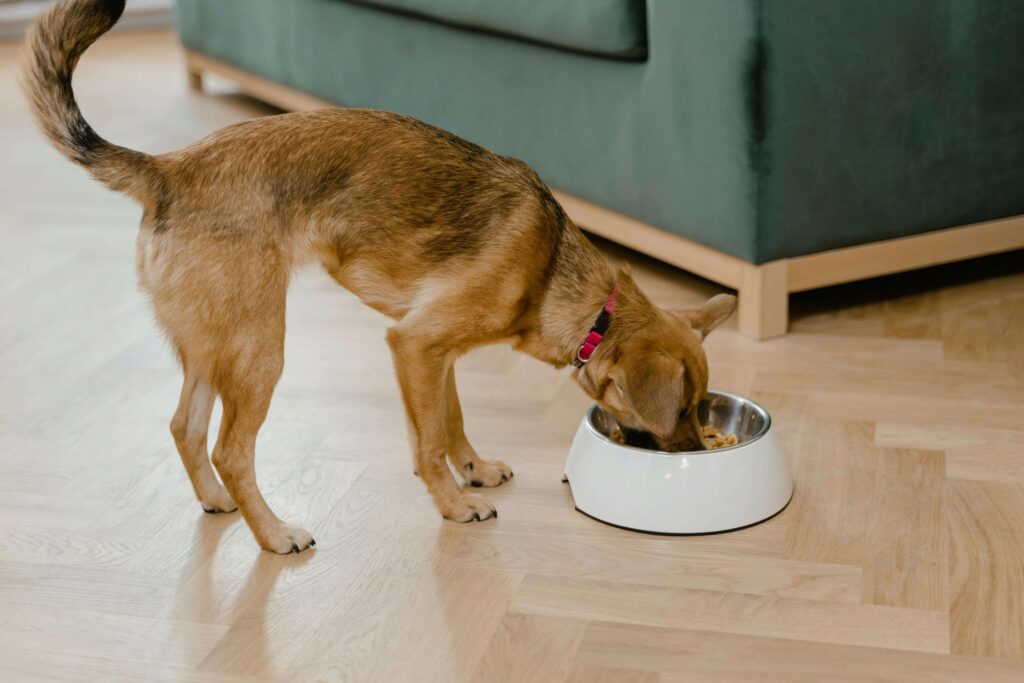 dog eating healthy food for
better skin health and coat quality