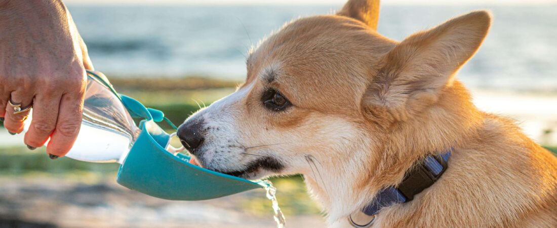 Dog Summer Care Tips: Complete Heat Safety Guide for US Dog Owners in 2026