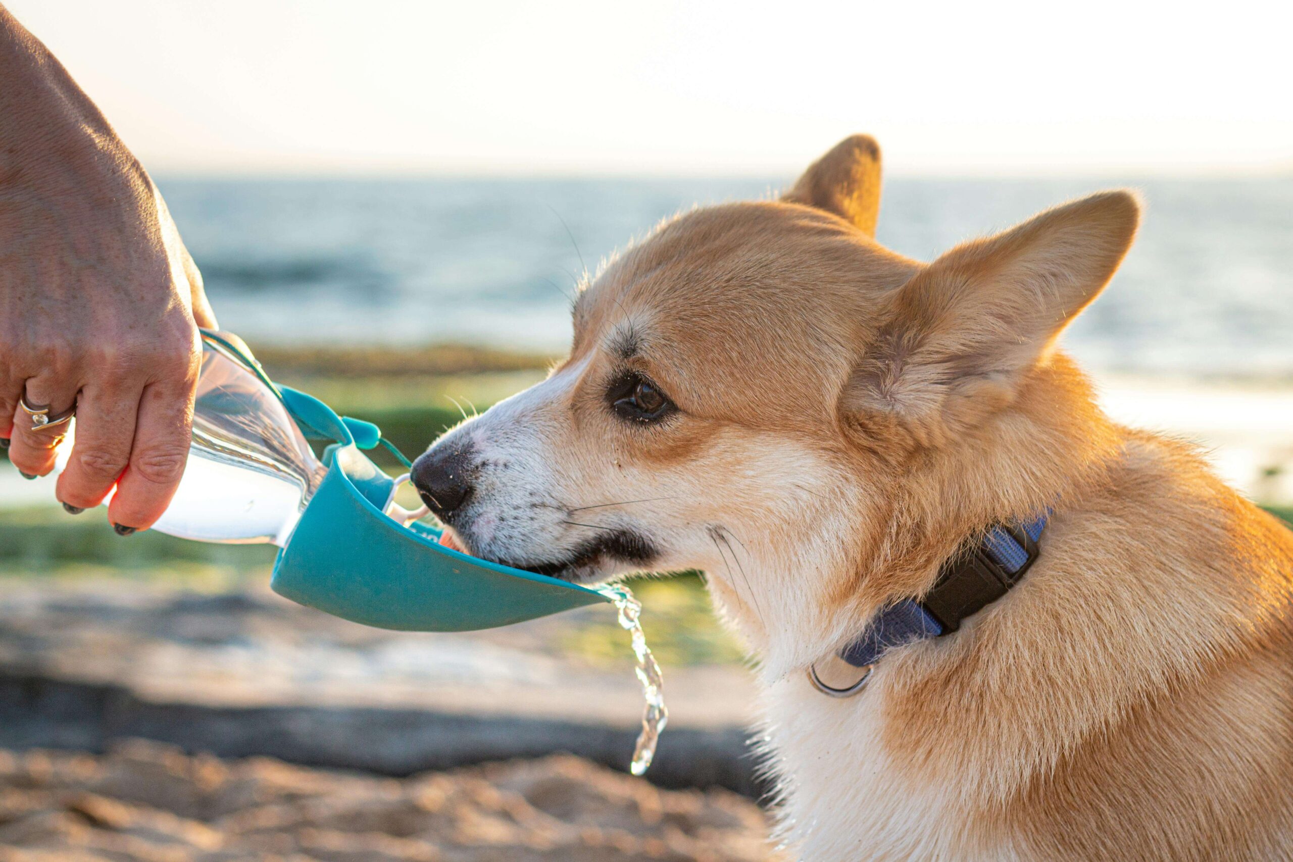 Dog Summer Care Tips: Complete Heat Safety Guide for US Dog Owners in 2026