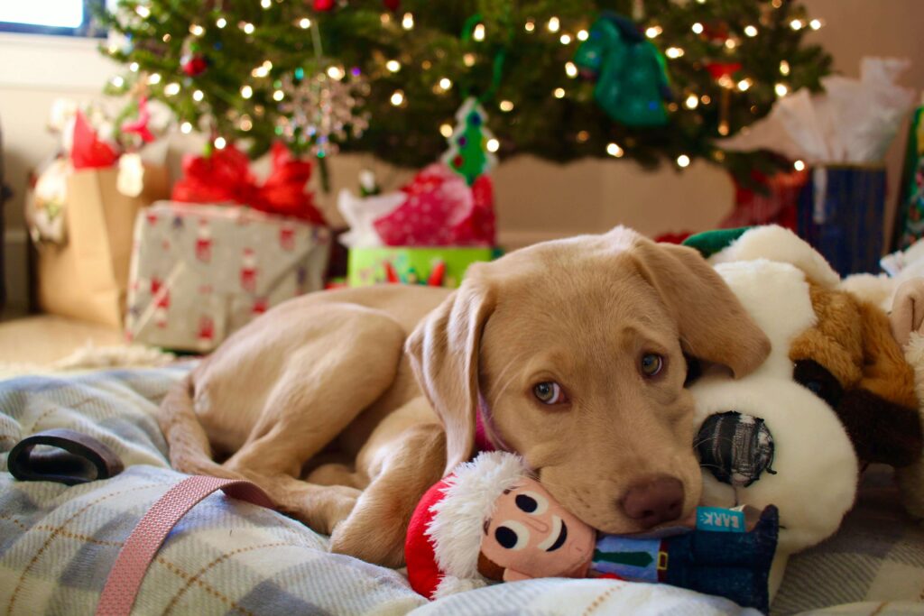 active dog destroying toy showing
why durable toys are necessary
for high energy breeds
