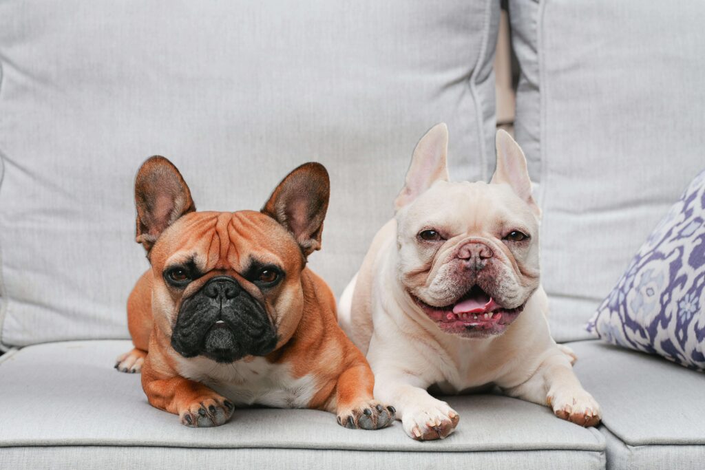 french bulldog best dog breeds for families in apartments