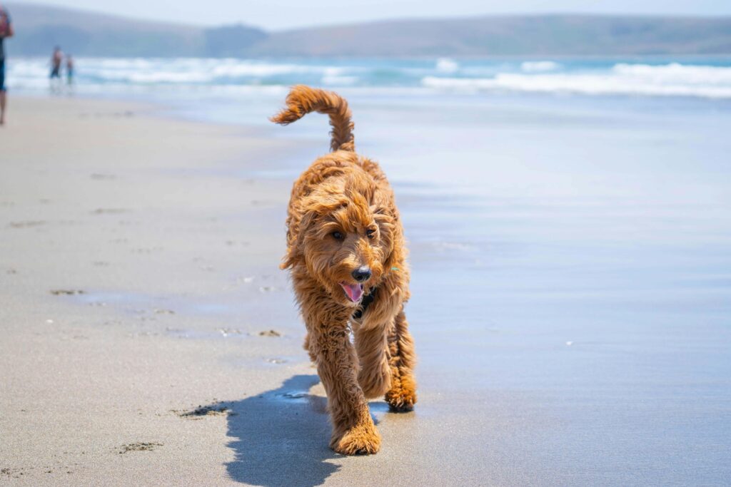 goldendoodle best hypoallergenic dog breeds for families