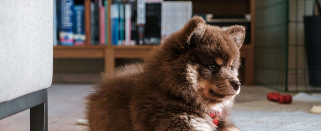 How to Train a Puppy at Home: Easy Step-by-Step Guide for Beginners (2026)