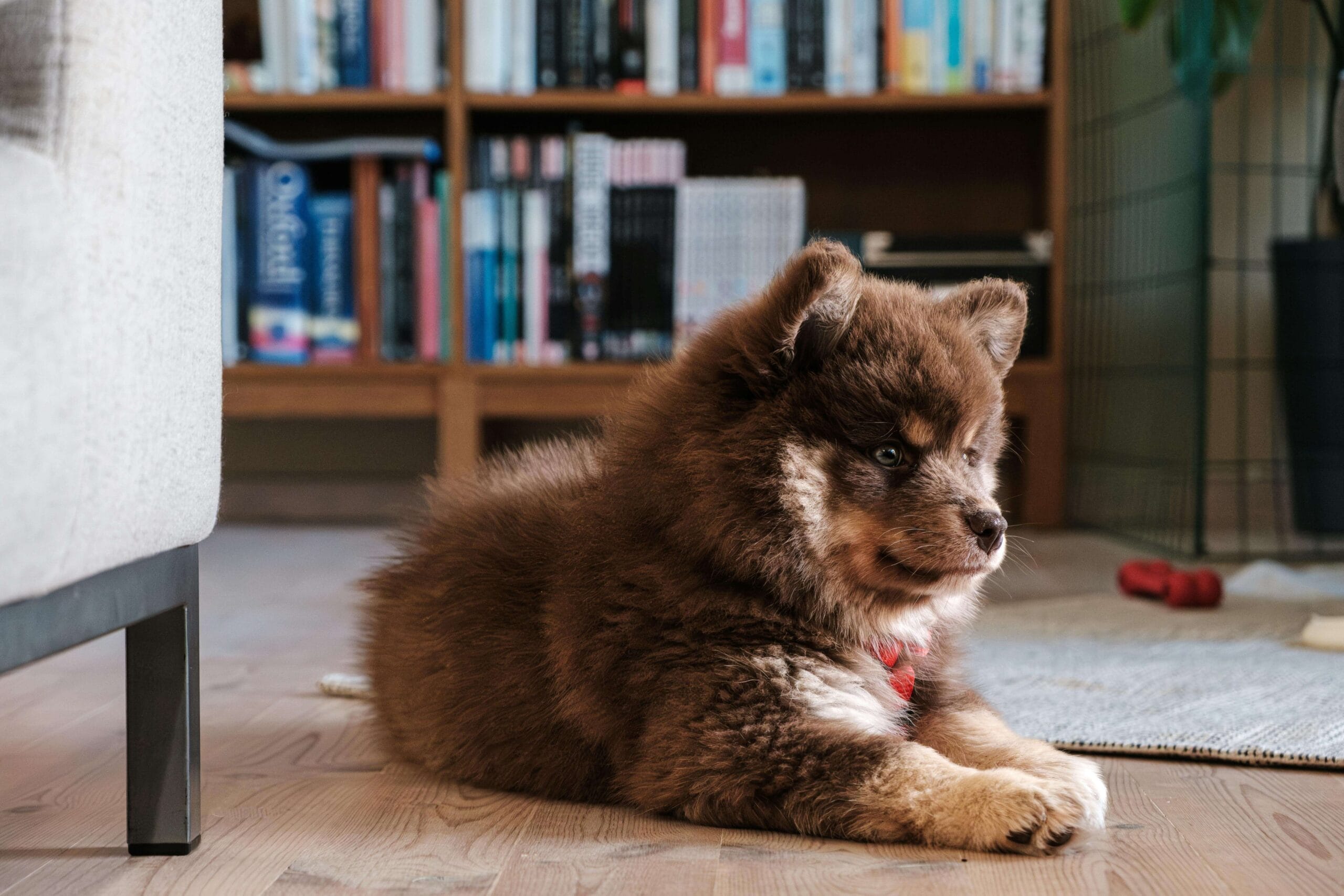 How to Train a Puppy at Home: Easy Step-by-Step Guide for Beginners (2026)