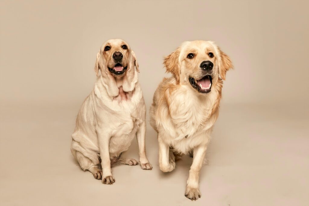 labrador retriever best dog breeds for families with kids