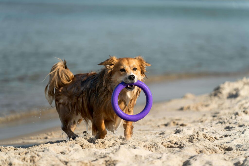 outdoor adventure toys for
energetic active dogs frisbee
fetch and water play