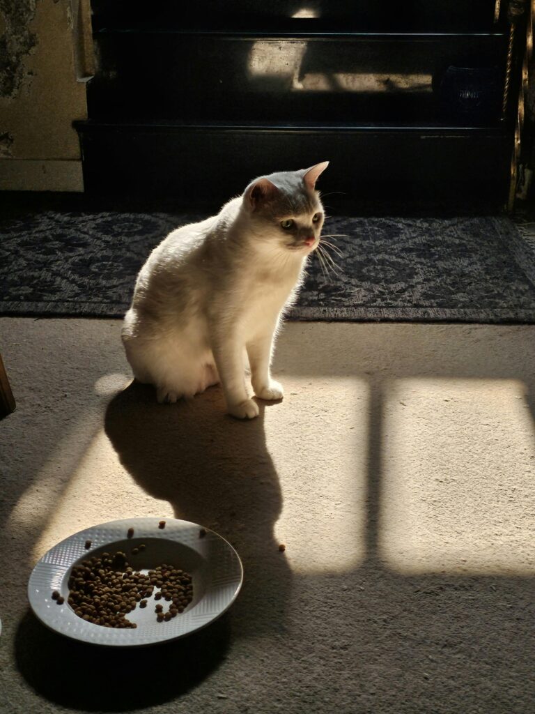cat refusing to eat food bowl