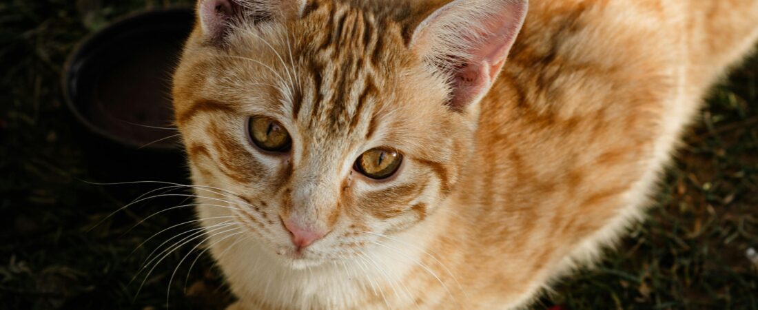 Why Is My Cat Not Eating? 10 Common Reasons and What to Do