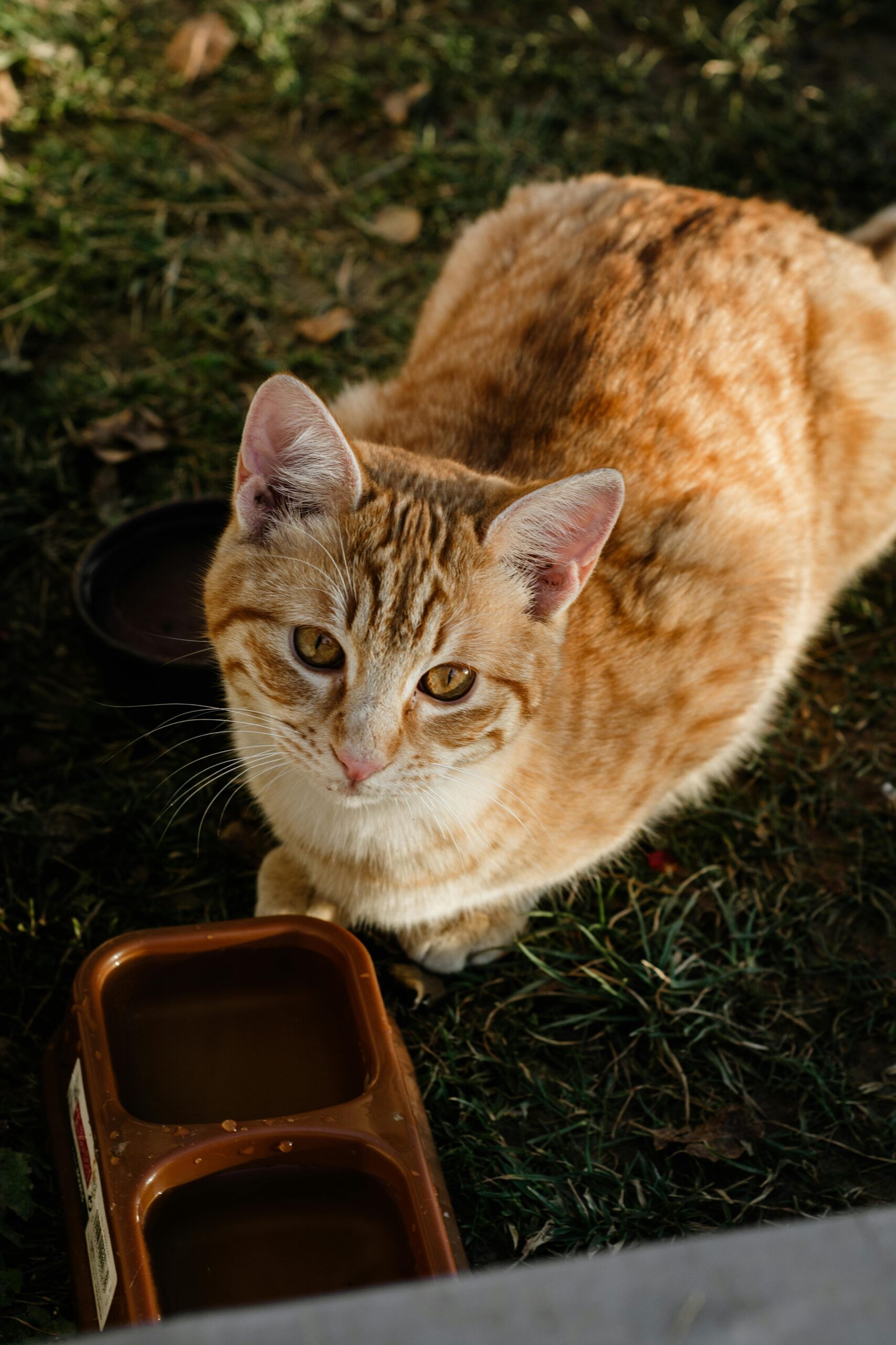 Why Is My Cat Not Eating? 10 Common Reasons and What to Do