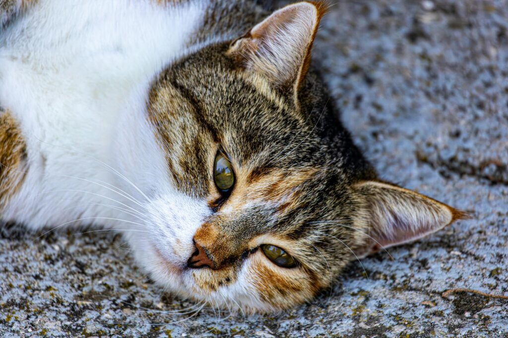 sick cat lying down not eating