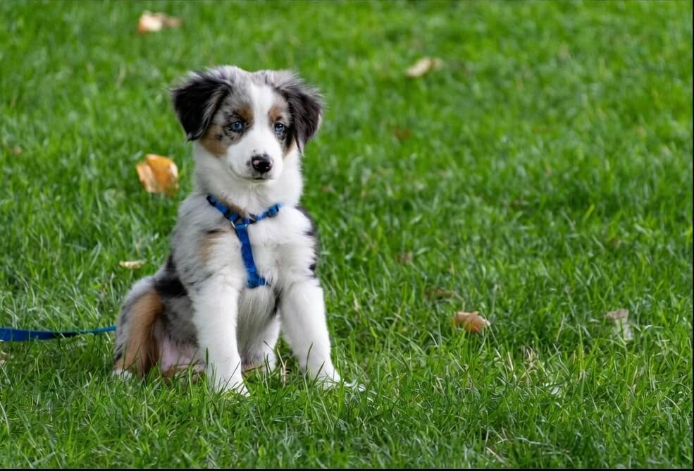 potty training a puppy at home
step by step outside on grass