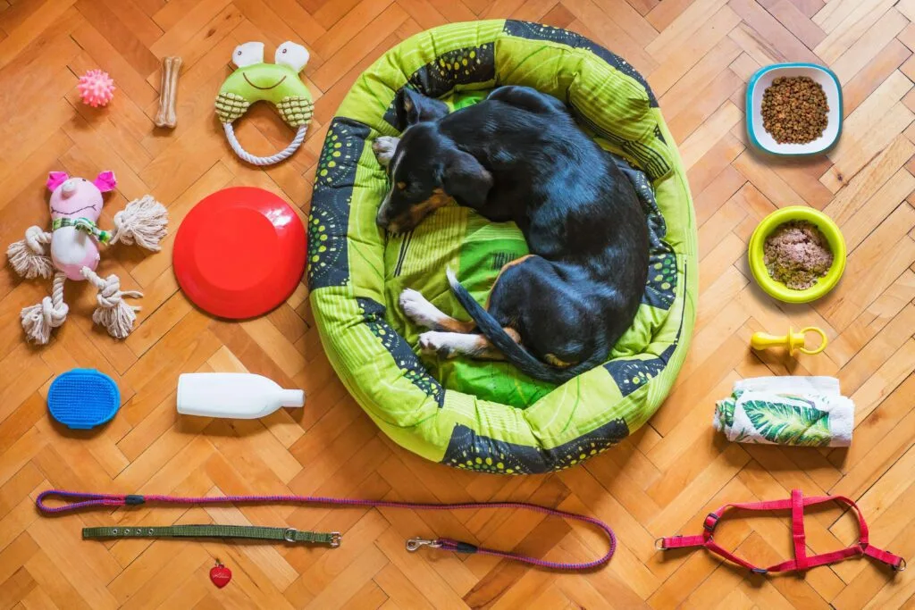 essential puppy training tools
supplies treats leash and crate