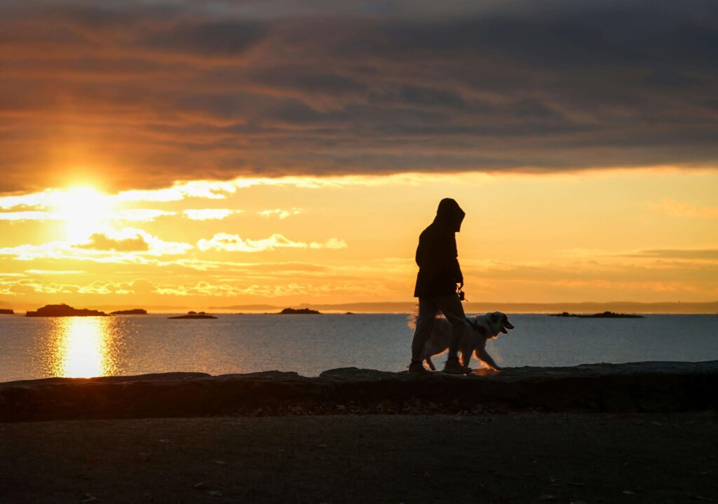 extreme heat danger for dogs
in USA summer heatwave 2026