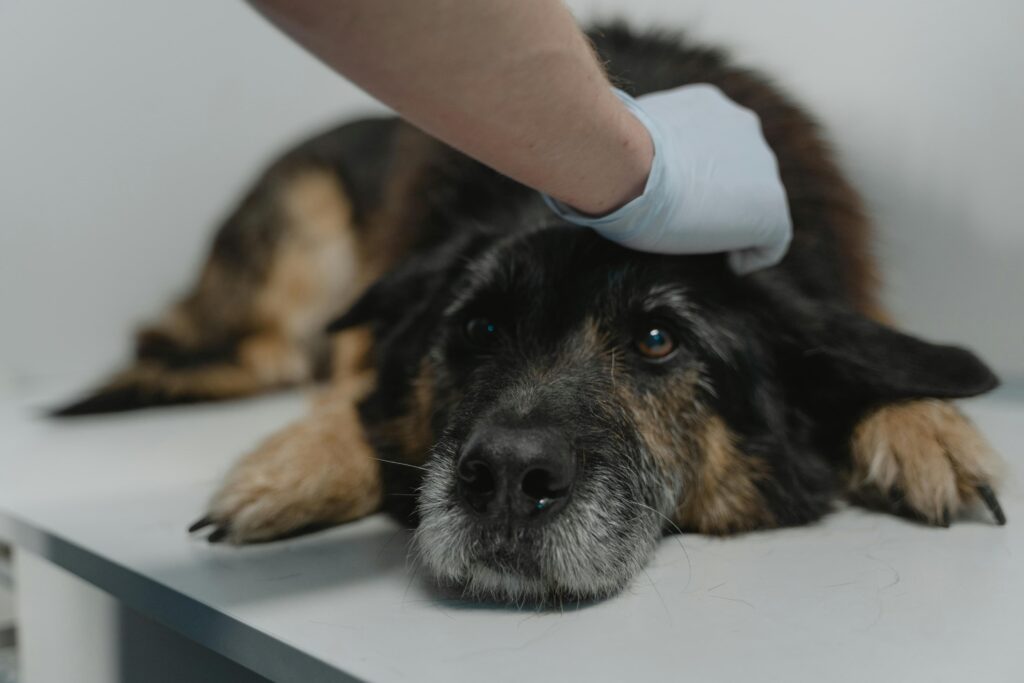 sick dog lying at vet clinic after eating toxic food
