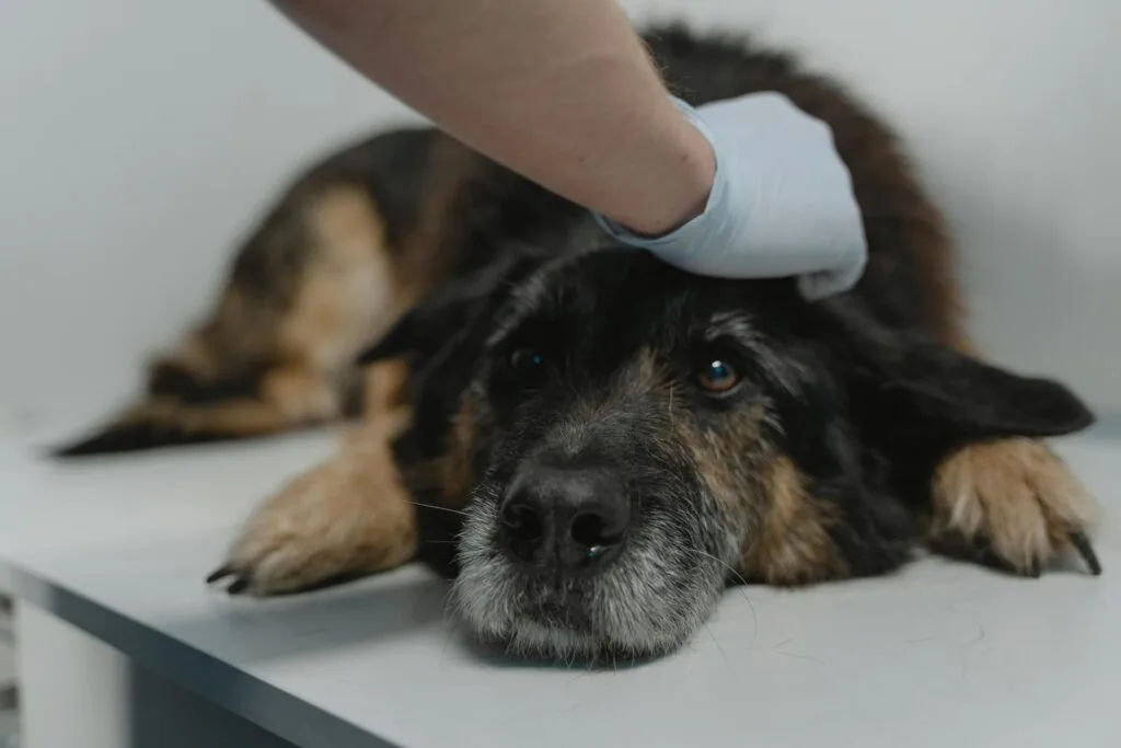 sick dog lying at vet clinic after eating toxic food